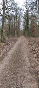 Hundeauslaufgebiet-Stadtwald Kohloch-Bild