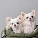 Ersteller:in Franzi Profilbild