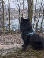 Geschirr für's joggen-Beitrag-Bild