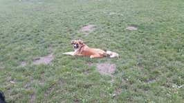 Hundeauslaufgebiet-Hagen Haspe-Bild