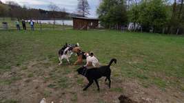 Hundeauslaufgebiet-Hundewiese Niedersfeld-Bild