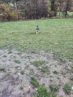 Hundeauslaufgebiet-Hundewiese Niedersfeld-Bild