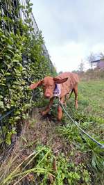Training snacks für Welpen?-Beitrag-Bild