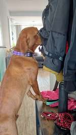 Tricks gegen Hundehaare in der Wäsche?-Beitrag-Bild