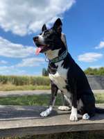 4 Rassen oder mehr :P-Beitrag-Bild