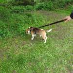 Hundeauslaufgebiet-Raffelbergpark-Bild