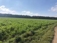 Hundeauslaufgebiet-Forstenrieder Park-Bild