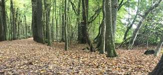 Hundeauslaufgebiet-Forstenrieder Park-Bild