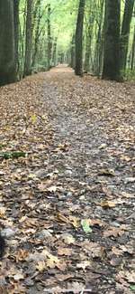 Hundeauslaufgebiet-Forstenrieder Park-Bild