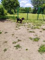 Hundeauslaufgebiet-Hundefreilauffläche Ladbergen-Bild