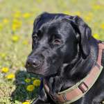 Ersteller:in Rainer Profilbild