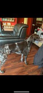 Suchmeldung-Dias-Bild