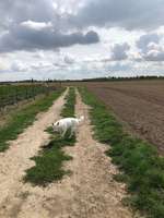 Wo seid ihr gerade mit euren Hunden?-Beitrag-Bild