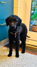 Suchmeldung-Lenny-Bild