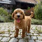 Ersteller:in Romy Profilbild
