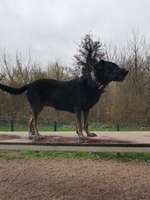 Wer hat sich da wohl alles beteiligt?!😁Welche Rassen könnten wohl in meinem Hund stecken?!🤔😍-Beitrag-Bild