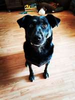 Welche Tierkrankenversicherung macht Sinn🤔😬-Beitrag-Bild