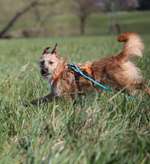 Suchmeldung-Nikki-Bild