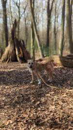 Suchmeldung-Nikki-Bild