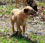 Suchmeldung-Nikki-Bild