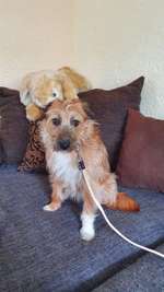 Suchmeldung-Nikki-Bild