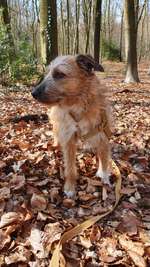 Suchmeldung-Nikki-Bild