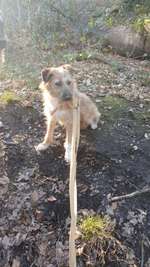 Suchmeldung-Nikki-Bild