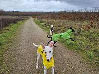 Hundeauslaufgebiet-Auslauf Mielkendorf-Bild