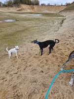 Hundeauslaufgebiet-Freizeitpark Kaltenkirchen-Bild