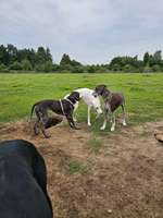 Hundeauslaufgebiet-Am Vierkamp-Bild