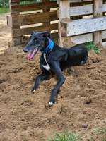 Hundeauslaufgebiet-Flintbeker Pfoten-Bild