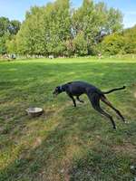 Hundeauslaufgebiet-Flintbeker Pfoten-Bild