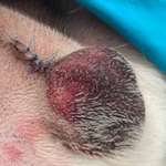 Hämatom nach Kastration-Beitrag-Bild