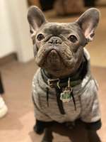 Französische Bulldogge-Beitrag-Bild