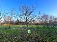 Hundeauslaufgebiet-Hundeplatz Silberstedt-Bild