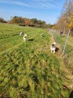 Hundeauslaufgebiet-Am Hollmoor-Bild