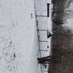 Hundeauslaufgebiet-Hundeplatz Babelsberg-Bild