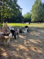 Hundeauslaufgebiet-Hundeplatz Babelsberg-Bild