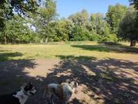 Hundeauslaufgebiet-Hundeplatz Babelsberg-Bild