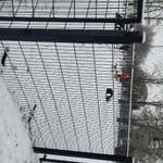 Hundeauslaufgebiet-Hundeplatz Babelsberg-Bild