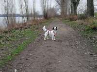 Hundeauslaufgebiet-Kläranlage BASF bis zur Petersau-Bild