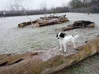 Hundeauslaufgebiet-Kids Inn/Barth-Bild