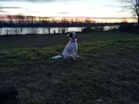 Hundeauslaufgebiet-Kläranlage BASF bis zur Petersau-Bild