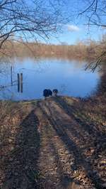 Hundeauslaufgebiet-Kiesteich Rinteln-Bild