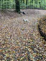 Hundeauslaufgebiet-Bolmke-Bild