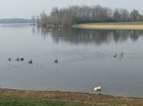 Hundeauslaufgebiet-Hundestrand Auesee-Bild