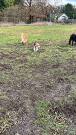 Hundeauslaufgebiet-Hundewiese Finkenkrug-Bild