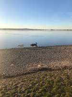 Hundeauslaufgebiet-Hundestrand und Hundeplatz am Altmühlsee bei Schlungenhof-Bild