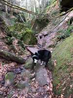 Hundeauslaufgebiet-Von Spalt durch die Massendorfer Schlucht-Bild