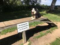 Hundeauslaufgebiet-Hundestrand und Hundeplatz am Altmühlsee bei Schlungenhof-Bild